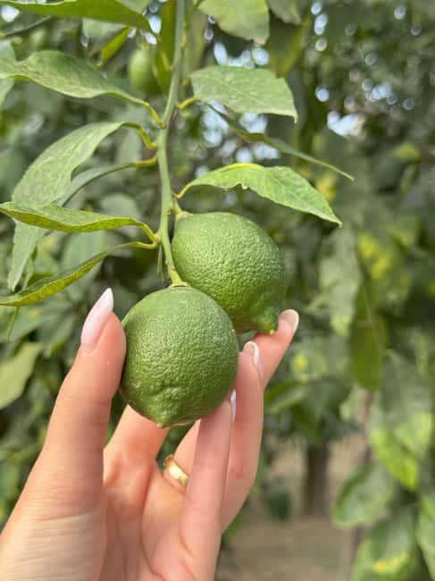 Sorrento: Lemon Picking Tour with Limoncello Tasting - Key points to know before you book