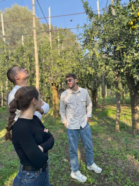 Sorrento: Lemon Picking Tour with Limoncello Tasting - How the 90-minute schedule works