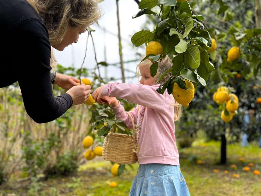 Sorrento: Lemon Picking Tour with Limoncello Tasting - Is $42 a fair price?