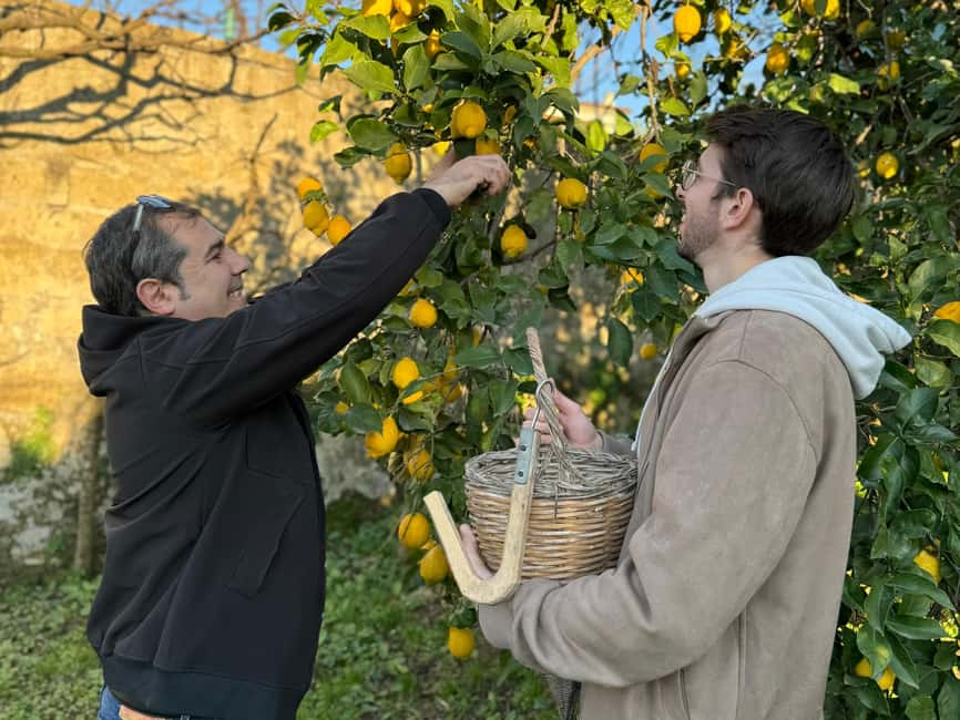 Sorrento: Lemon Picking Tour with Limoncello Tasting - Booking details that matter