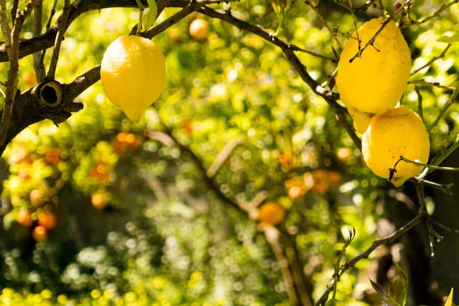 SORRENTO: Limoncello Making And Tasting Experience - Practical booking advice