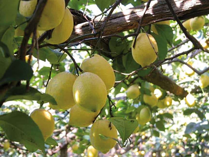 Sorrento: Sunset City Walking Tour with Limoncello Tasting - Lemons, gardens, and the final tasting
