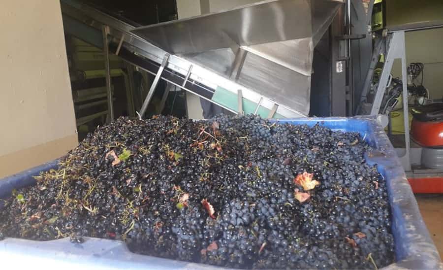 Stellenbosch: Half-Day Wine Tour - The guide can make or break the day