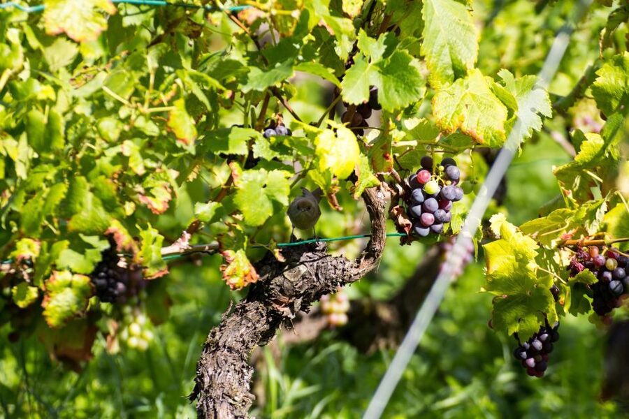 Stuttgart: Guided Vineyards Tour - Tasting Cannstatter Zuckerle and four more wines