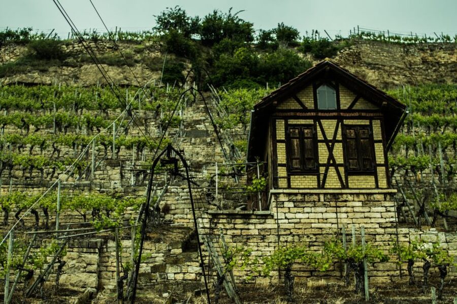 Stuttgart: Guided Vineyards Tour - Wine games that get the group talking