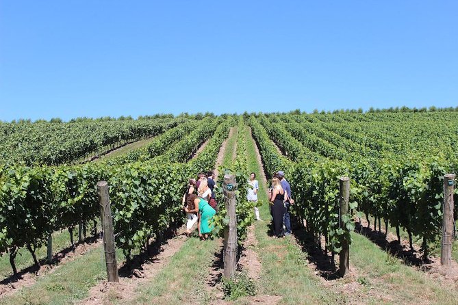 Sussex Vineyard & Winery Bus Tour on Iconic Vintage London Bus - Is $201.20 good value?