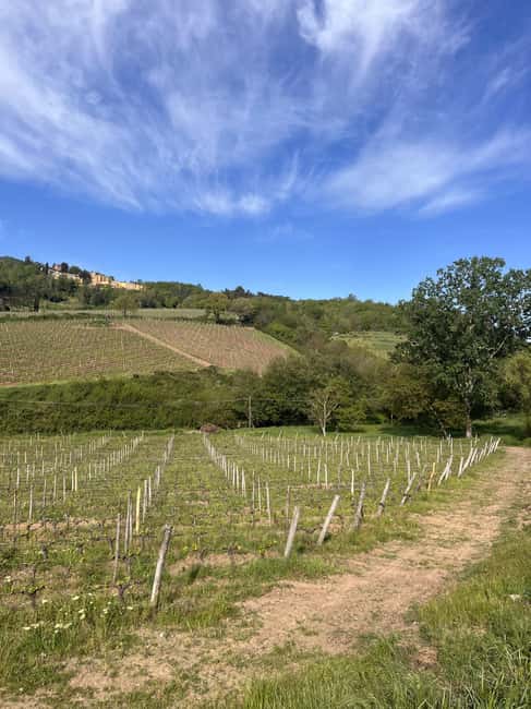Tasting in a Tuscan Vineyard with transfer from Pisa - Key points at a glance