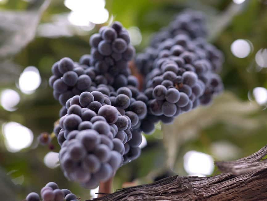 Temecula: 3-Winery Tour with Tastings and Lunch - What your five-hour day looks like