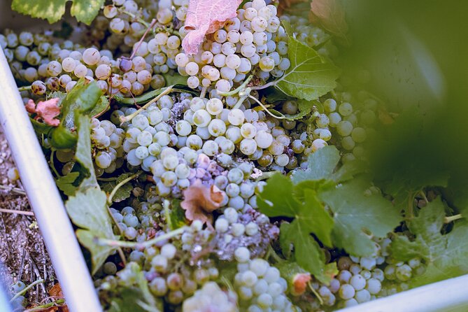 Temecula Valley 4-Hour Morning Wine Tour with Tastings Included - Stop three: finish with scenery and one last tasting
