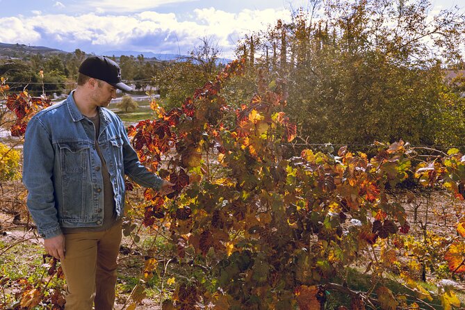Temecula Valley 4-Hour Morning Wine Tour with Tastings Included - Who will enjoy this morning tour most