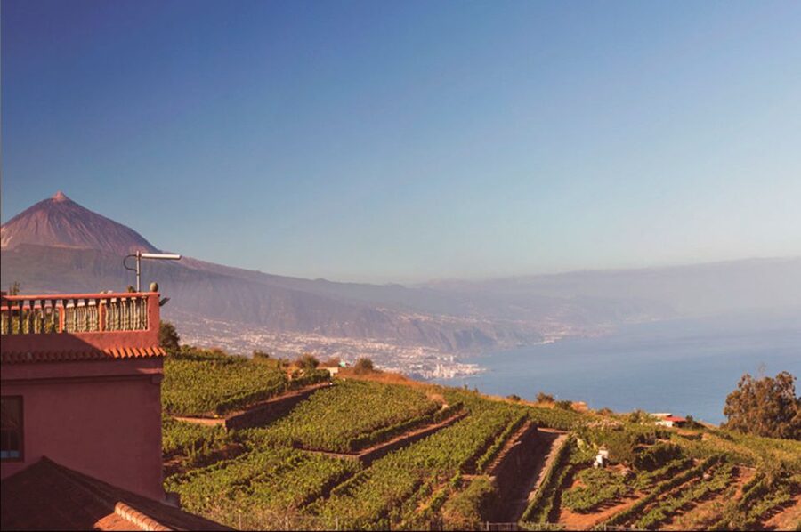 Tenerife: Full-Day Gastronomy and Wine Tour - What the day feels like from start to finish