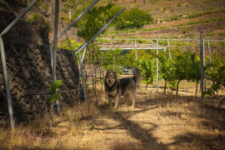 Tenerife: Tour of an Organic Vineyard with Tasting & Snacks - Key points at a glance