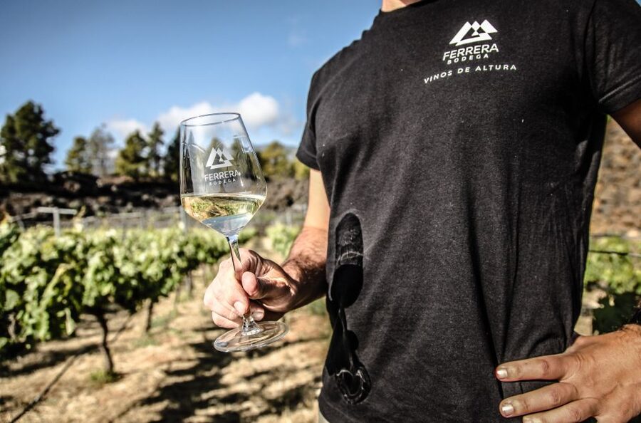 Tenerife: Tour of an Organic Vineyard with Tasting & Snacks - Why this vineyard setting matters