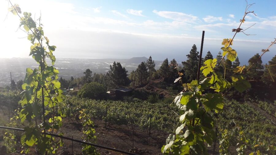 Tenerife: Tour of an Organic Vineyard with Tasting & Snacks - The walk through the old organic vines