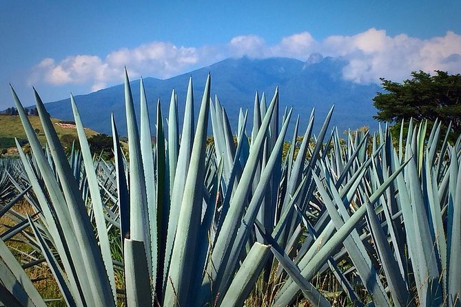 The Fire TOUR - Pyramids, Volcanoes, Agaves & Tequila - Inside Destilería La Alborada