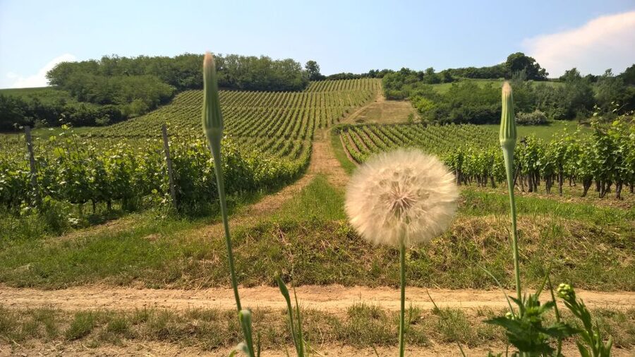 Tokaj: Classic Wine Tasting - Cheese, bread, olives, and water