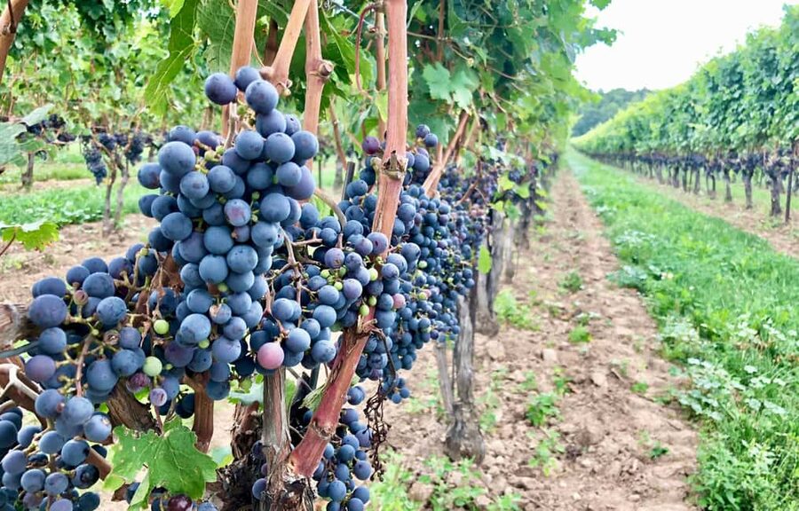 Toronto: Niagara-on-the-Lake, Wine Tasting & Chocolate Tour - Booking details worth knowing