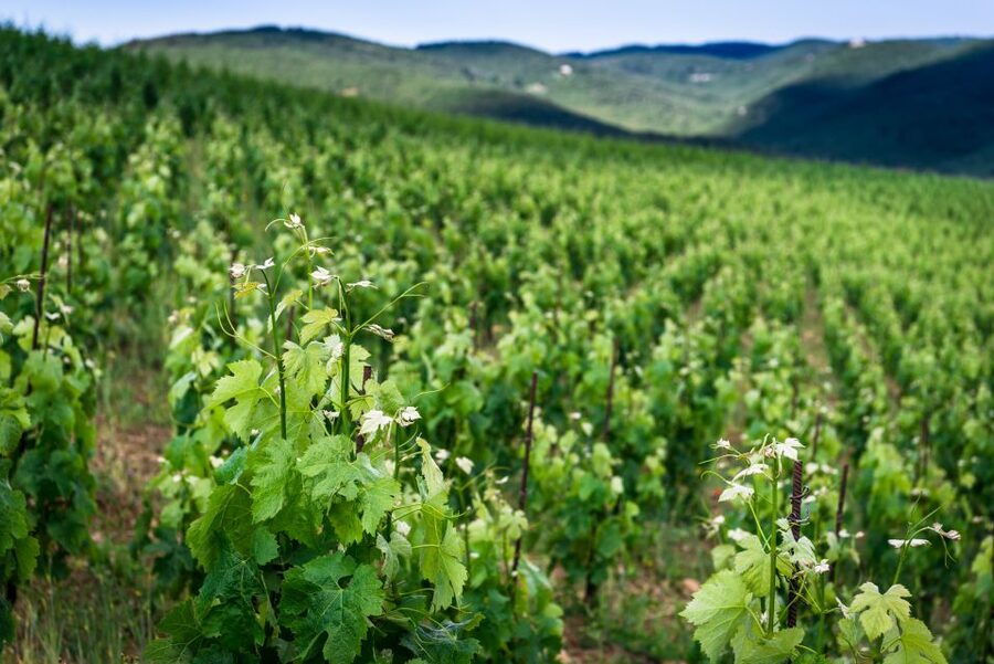Total Immersion Wine Tour in Chianti - The Mini Course That Makes Tasting Less Intimidating