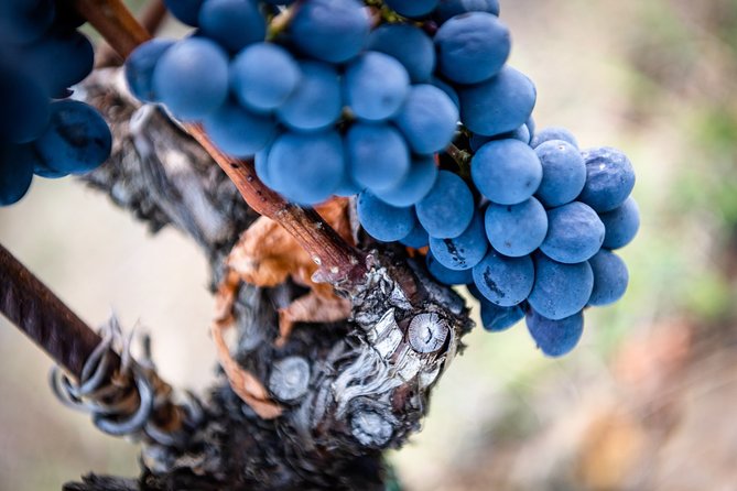 Tour and Tasting at an Organic Winery in the Heart of Chianti Classico Area - Who will enjoy this tour most