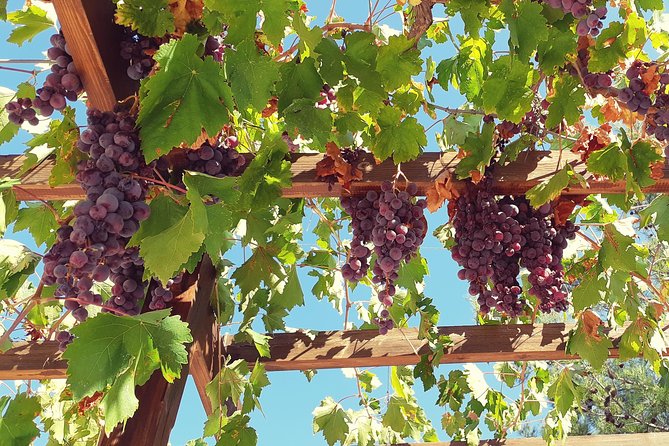 Troodos Mountains Vino Venture: All Inclusive Full Day Wine Tour - Chrysorrogiatissa Monastery and its wine connection