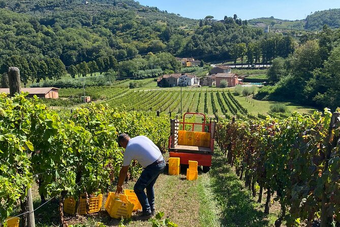 Tuscan Wine Tour in Lucca by van - What the $180.27 price really covers