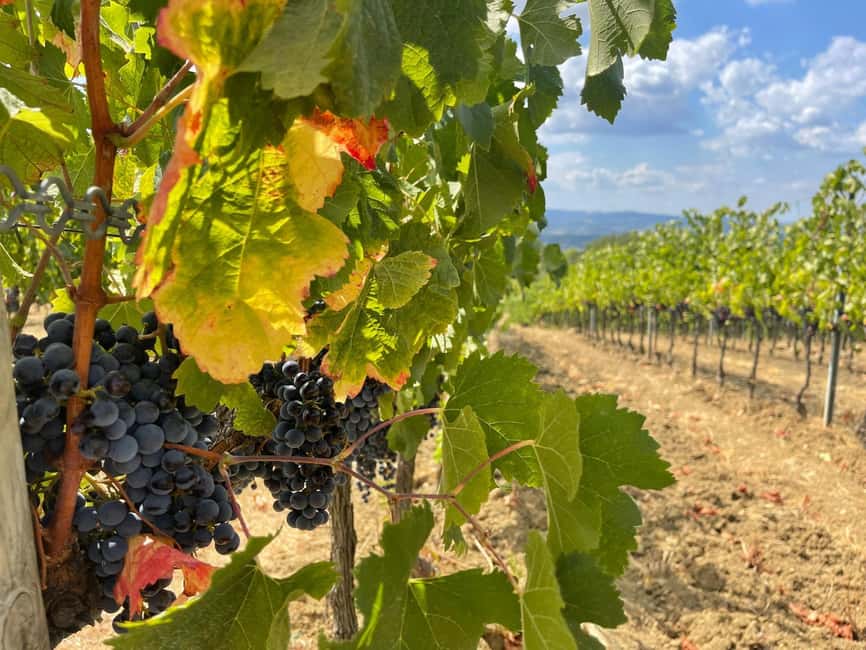 Tuscany Wine Tour: 2 Wineries & San Gimignano from Florence - Second winery near San Gimignano: Vernaccia and hill views