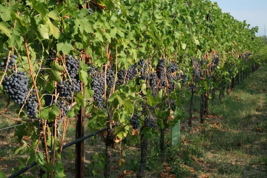 Verona: Wine Tasting with Snacks and Panoramic Views - My advice on timing and transport