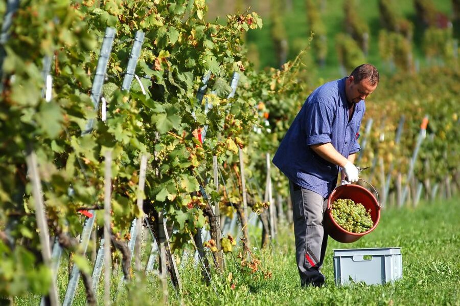 Vineyard Sips: Family Winery Tour & Gourmet Tasting in Corfu - Walking through the estate and cellar
