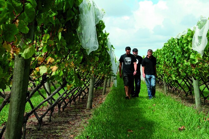 Vineyards Honey and Black Sand Beaches from Auckland - What the honey part really means