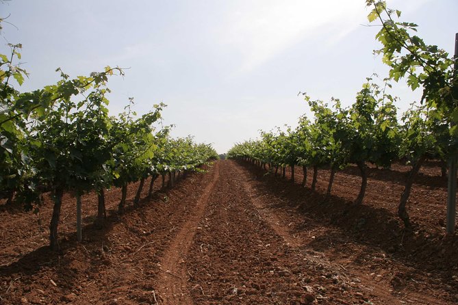 Visit and wine tasting with sausage and BODEGA PIRINEOS cheese - The old cellar and barrel room