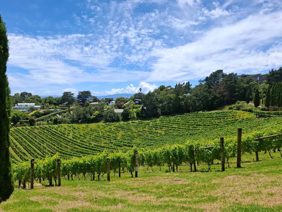 Waiheke Island: Sip and Savor 3 Vineyards Tour with Lunch - What the $178 price really buys you