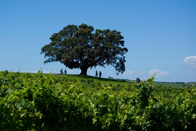 Waiheke island Wine Tours - PREMIUM wine tasting MAX 11 clients ! - Why the small group makes a difference