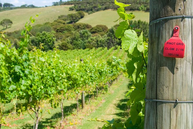 Waiheke island Wine Tours - PREMIUM wine tasting MAX 11 clients ! - The lunch gap at about 2 pm