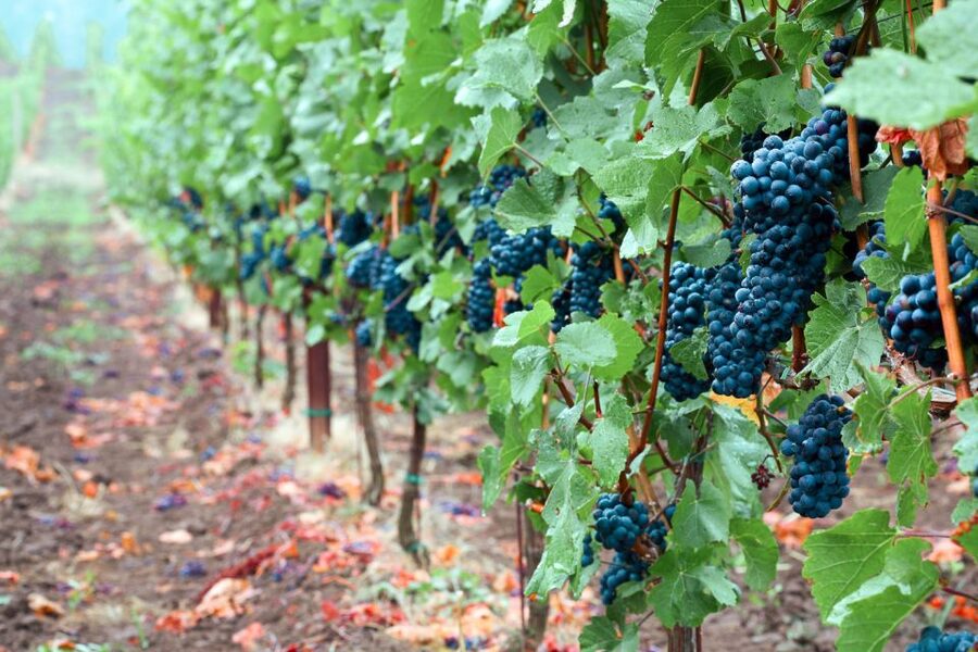 Willamette Valley Wine Tour - What makes the guide important