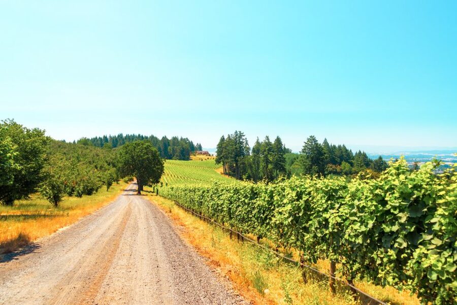 Willamette Valley Wine Tour - Views, weather, and the rhythm of the day