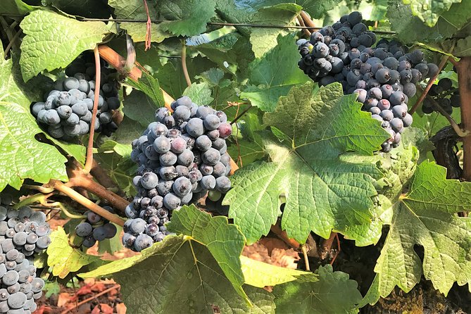 Willamette Valley Wine Tour from Portland - Eat before noon and pack your expectations