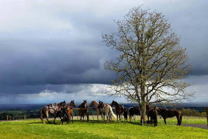 Willamette Valley Wine Tour from Portland - A comfortable group with useful local context