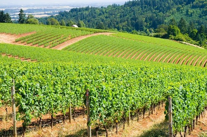 Willamette Valley Wine Tour with Lunch - Key points to know before booking
