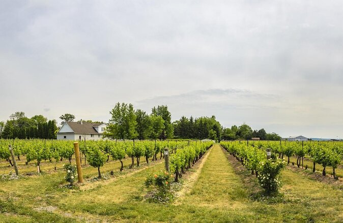 Wine & Cheese Half Day Tour - Niagara On The Lake Wine Tour - Key points to know before booking