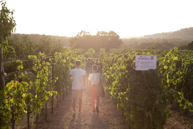 Wine Experience: vineyard, wines and food - Is $35 good value?