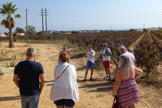 Wine Lovers: Winery Tour w/ Tasting & Tapas (Albufeira/Vilamoura) - A wine tour that begins with the road to Albufeira