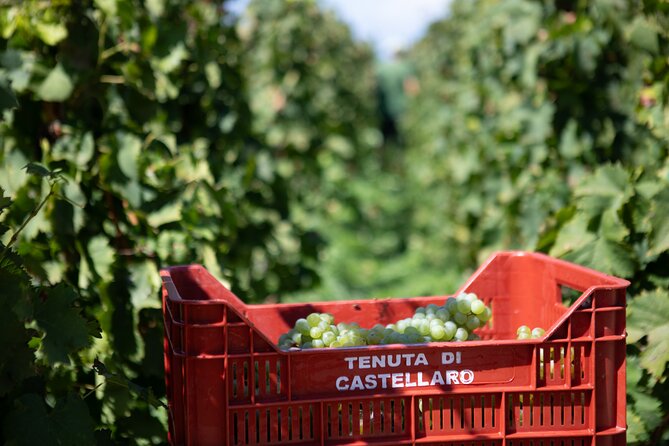 Wine tasting THE CLASSICS - Price, group size, and overall value at $60.49