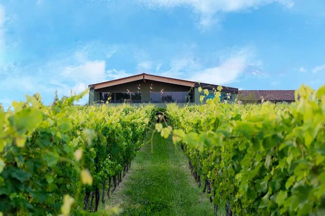 Wine Tour and Tasting of Lugana Wines in Desenzano - A Friendly Visit With Useful Guidance