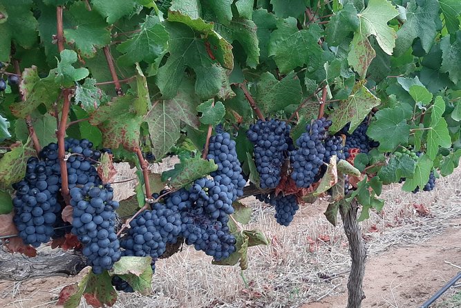 Wine Tour to Stellenbosch & Franschhoek with Tastings & Lunch - Ending in Stellenbosch town