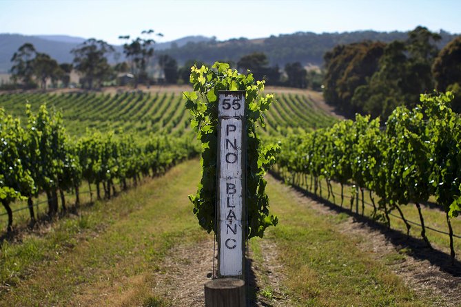 Yarra Valley wine and gin tour with Champagne Lunch at Chandon! - Kangaroo Ground closes the day outdoors